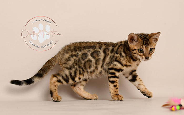 Bengal kitten for sale